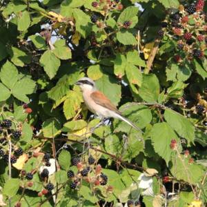 Red-backed Shrike