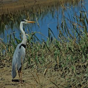 Grey Heron