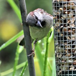 House Sparrow