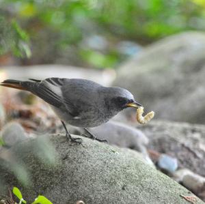 Black Redstart