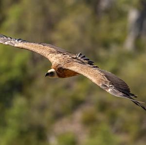 Griffon Vulture