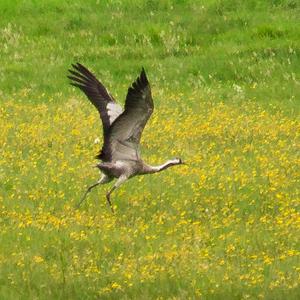 Common Crane