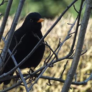 Eurasian Blackbird