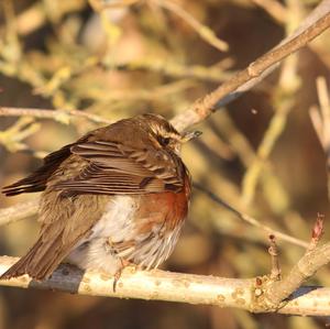 Redwing