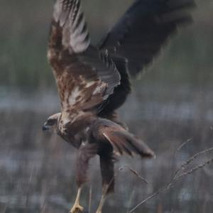 Western Marsh-harrier