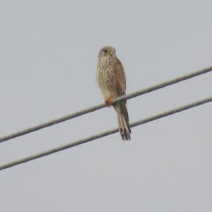 Common Kestrel