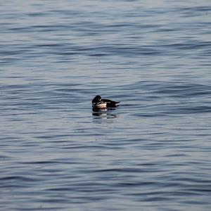 Barrow's Goldeneye