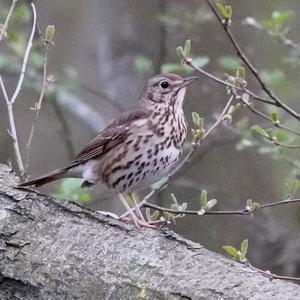 Song Thrush