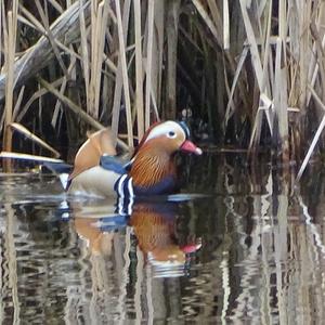 Mandarin Duck