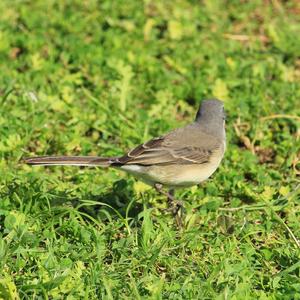 Cape Wagtail