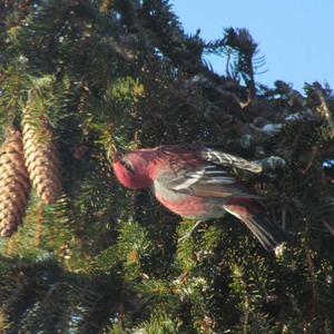 Pine Grosbeak