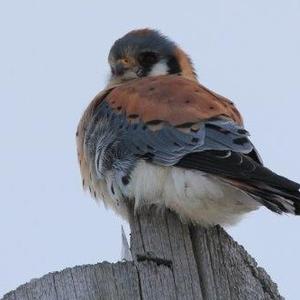 American Kestrel