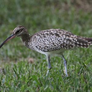 Whimbrel