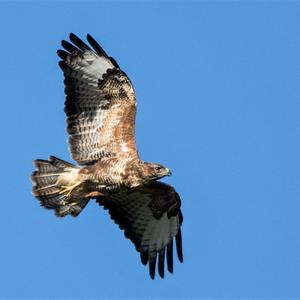 Common Buzzard