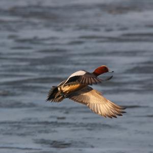 Eurasian Wigeon