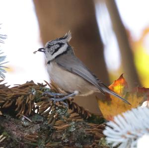 Crested Tit