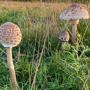 Garden Parasol