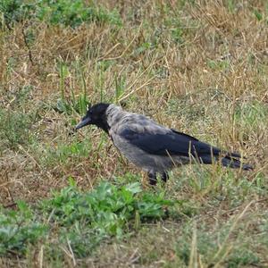 Hooded Crow