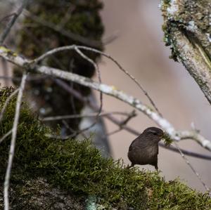 Winter Wren