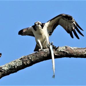 Osprey