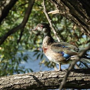 Wood Duck