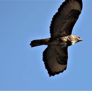 Common Buzzard