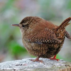 Winter Wren