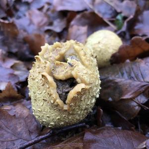 Pigskin Poison Puffball