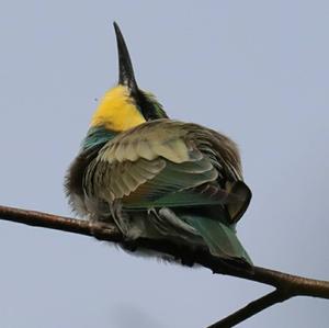 European Bee-eater