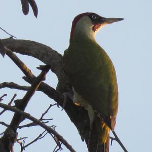 Eurasian Green Woodpecker