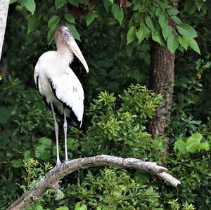 Wood Stork