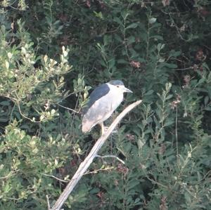 Black-crowned Night-heron