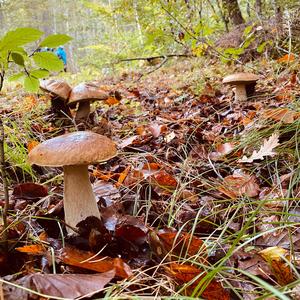 Summer Bolete