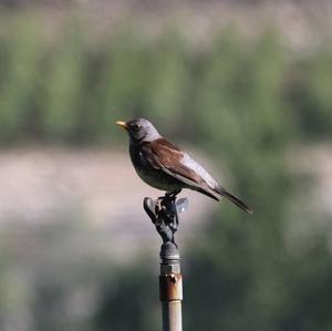 Fieldfare