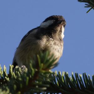 Coal Tit