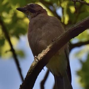 Eurasian Jay