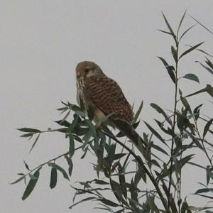 Common Kestrel