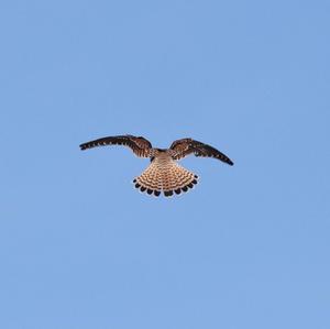 Common Kestrel