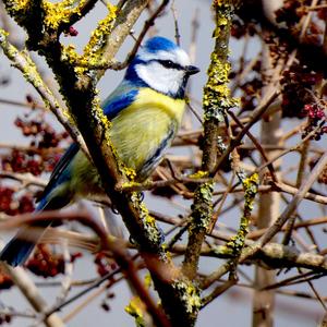 Blue Tit