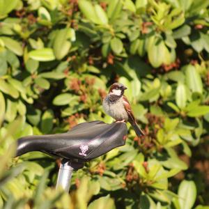 House Sparrow