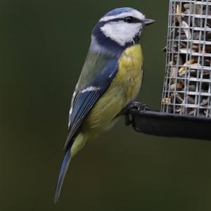 Blue Tit