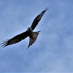 Red Kite