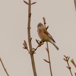 Eurasian Linnet