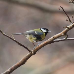 Great Tit