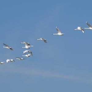 Mute Swan