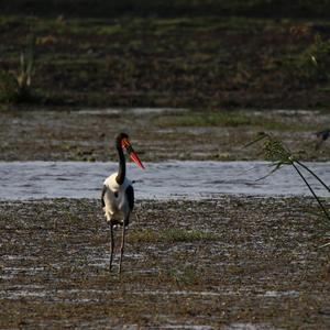 Saddle-billed Stork