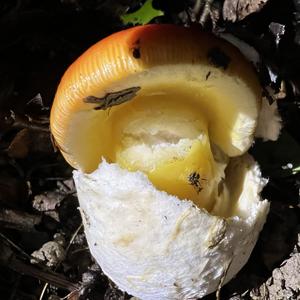 Caesar´s Mushroom