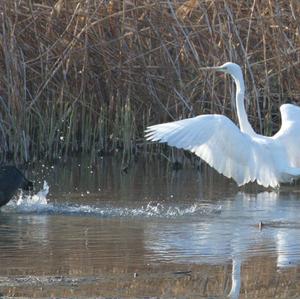 Great Egret