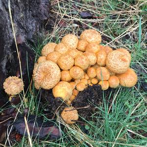 Scaly Pholiota