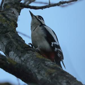 Great Spotted Woodpecker